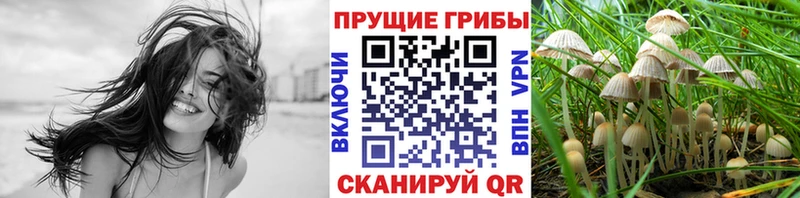 Галлюциногенные грибы мицелий  Купить где  Гатчина 
