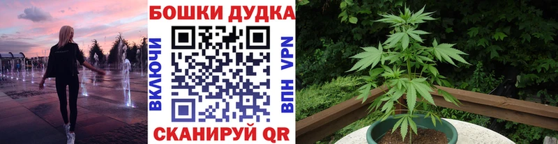 Купить закладки  Гатчина  Бошки Шишки семена 